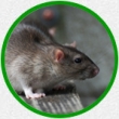 hubení myší, potkanů a krys