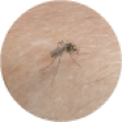 Komár