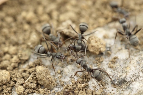Mravenčí armáda