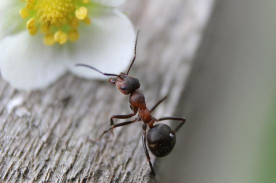 Zajímavá fakta o mravencích