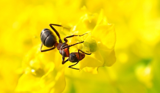 Malí, ale šikovní, mravenci patří mezi nejživotaschopnější hmyz