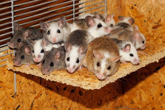 Myši přenášejí infekční onemocnění, zbavte se jich