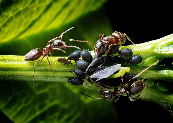 V létě nám opět budou otravovat život - vosy a mravenci