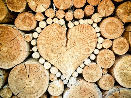 Chraňte své dřevo před nejrůznějšími škůdci